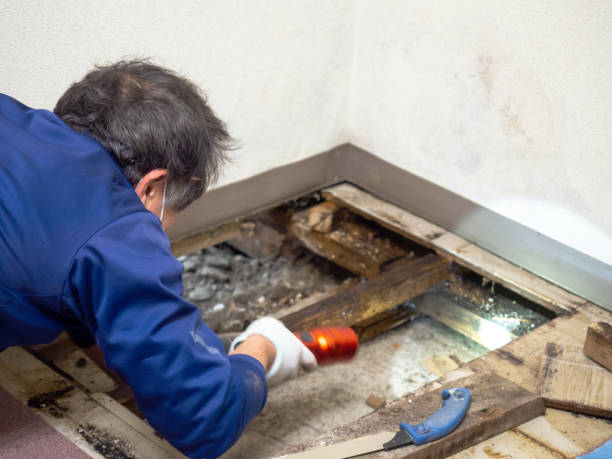 Best Commercial Mold Removal  in Galva, KS