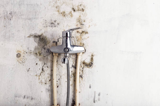 Best Best Mold Removal Companies  in Galva, KS