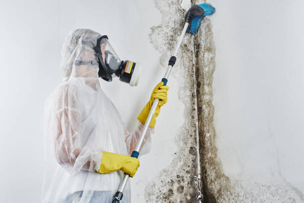 Best Crawl Space Mold Removal  in Galva, KS