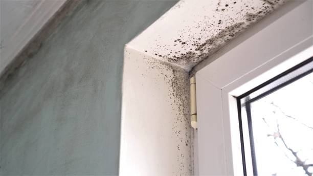 Best Toxic Mold Removal  in Galva, KS