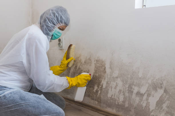 Best Fast Mold Removal  in Galva, KS