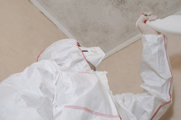 Best Black Mold Removal  in Galva, KS
