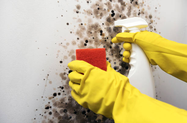 Best Mold Damage Repair  in Galva, KS