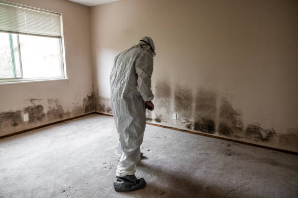 Best Mold Cleaning Services  in Galva, KS