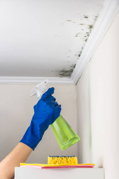 Best Water Damage Restoration  in Galva, KS