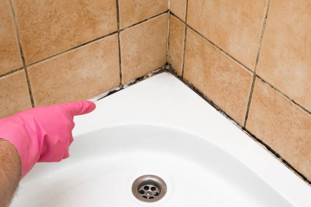 Best Home Mold Removal  in Galva, KS